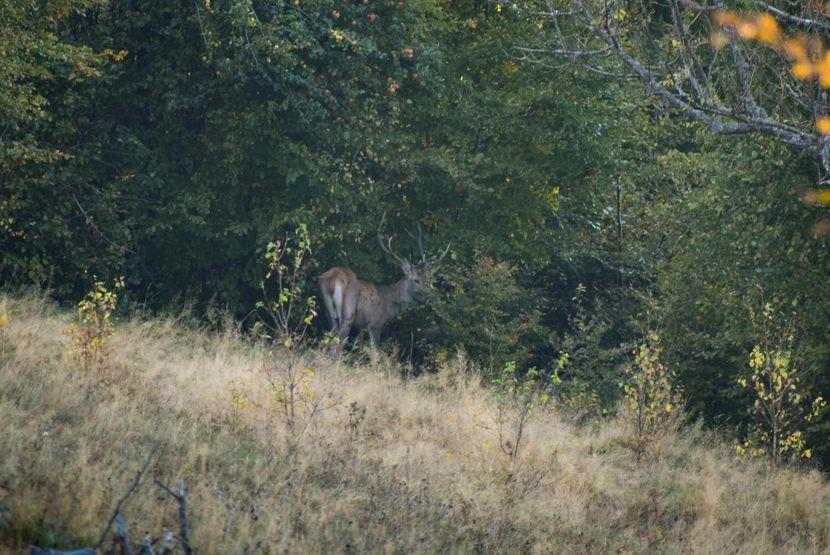 Cerb carpatin - Octombrie 2018