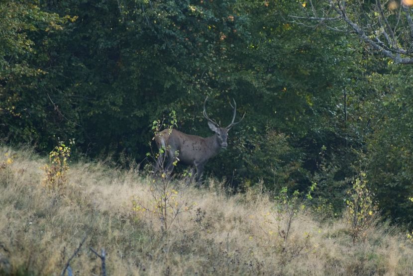 Cerb carpatin - Octombrie 2018