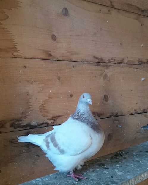 20190115_133551(0)-1 - Texani matca 2020