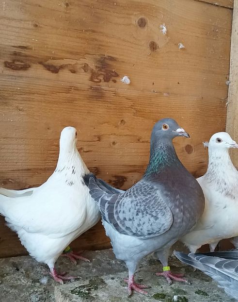 20190115_133455-1 - Texani matca 2020