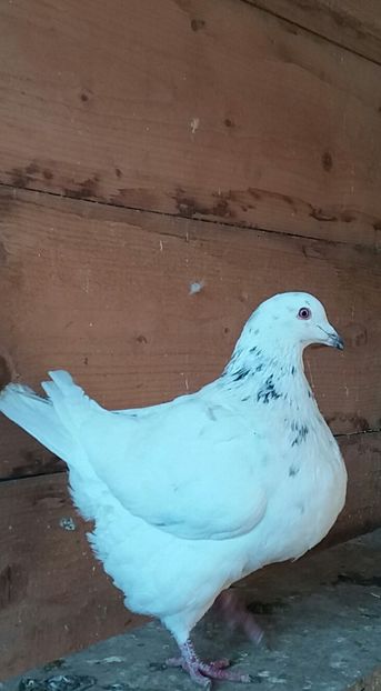 20190115_133420-1 - Texani matca 2020