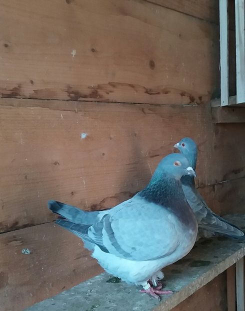 20190115_133305-1 - Texani matca 2020