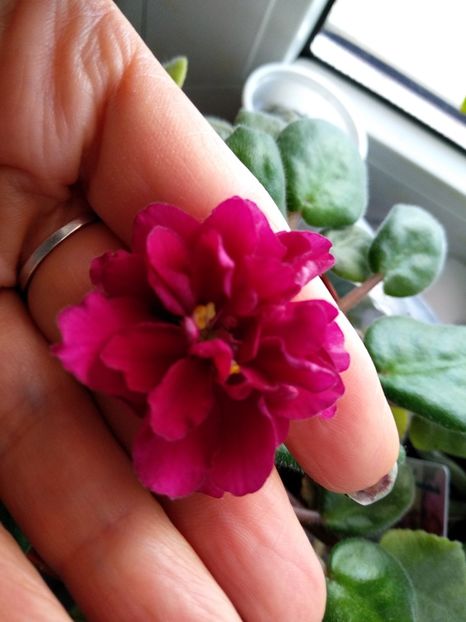 Le Betelgeuse - Violete 2018