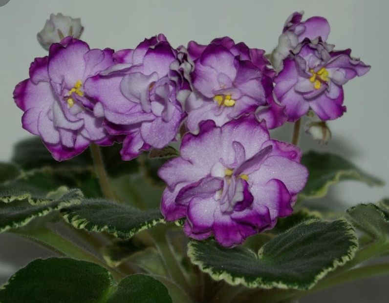 Poza net - Buckeye Blushing