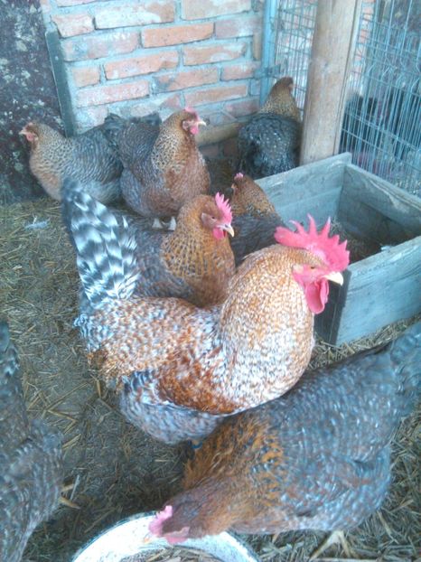  - BIELEFELDER MARE 2019