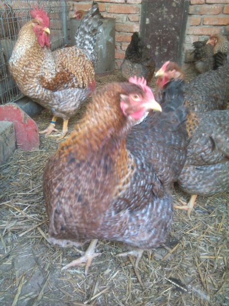  - BIELEFELDER MARE 2019