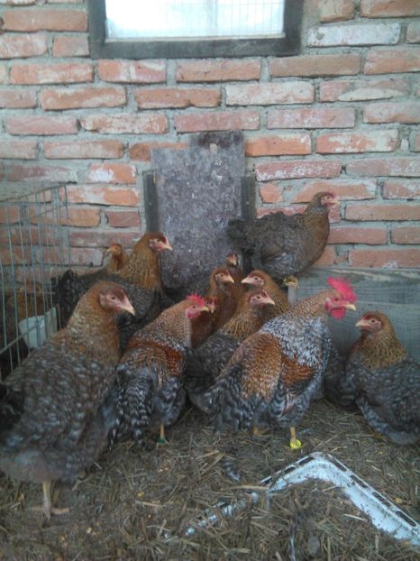  - BIELEFELDER MIC 2019