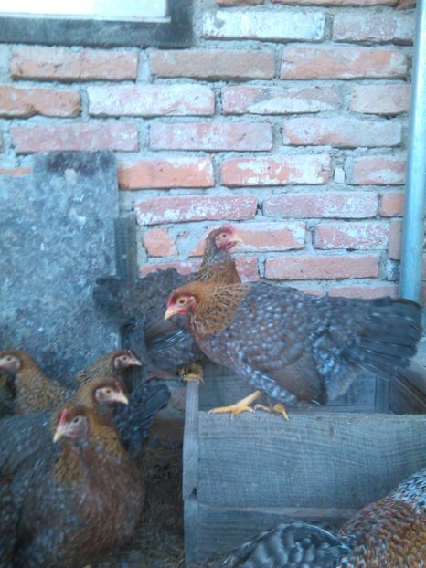  - BIELEFELDER MIC 2019