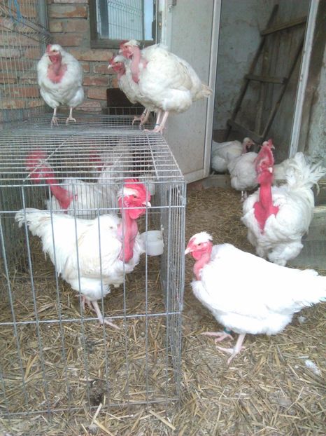  - GAT GOLAS ALB 2019