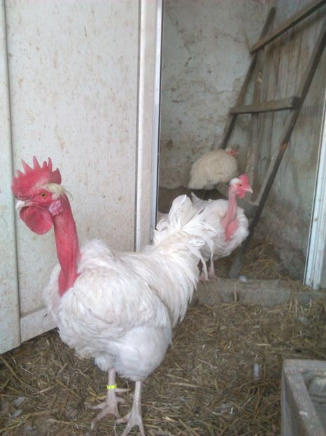  - GAT GOLAS ALB 2019