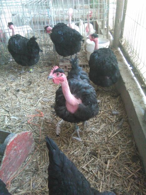  - GAT GOLAS NEGRU 2019