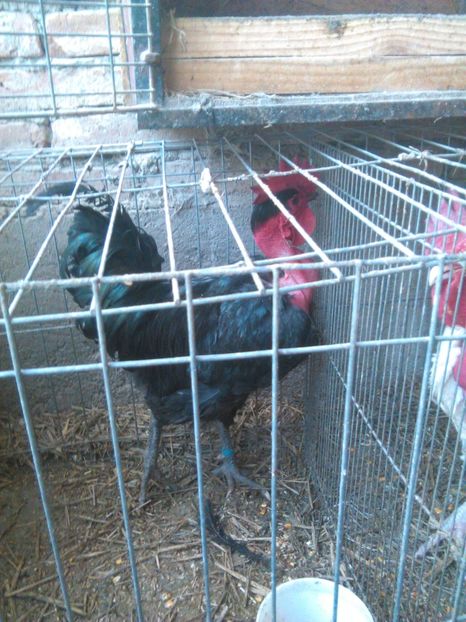  - GAT GOLAS NEGRU 2019