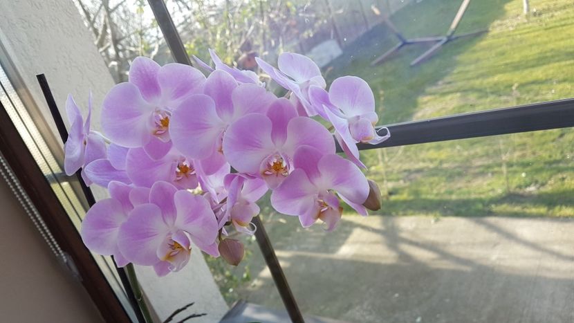  - Orhideei