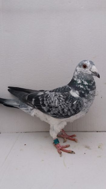 F 2015 vanduta - De! voiajori vanduti