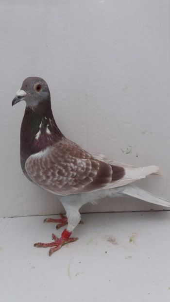 F 2016 Z - Por v achiziti