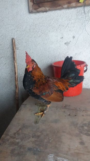 vandut - De vanzare gainuse mi de flori