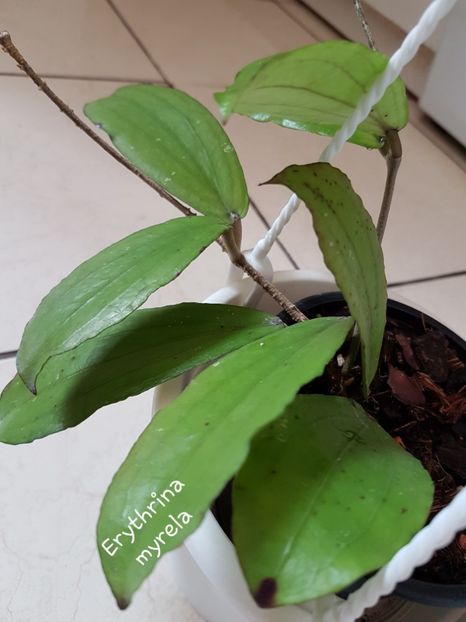  - Erythrina