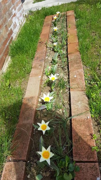  - Primavara in gradina 2018