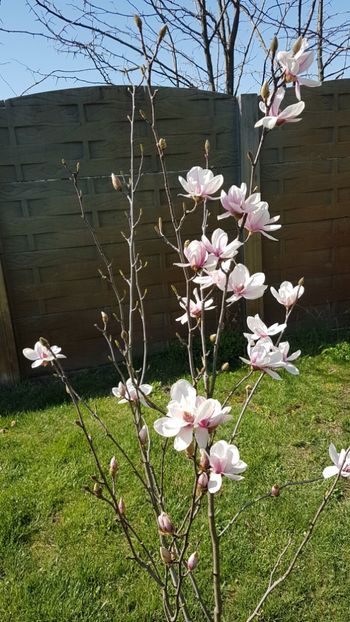  - Primavara in gradina 2018