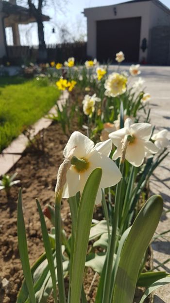  - Primavara in gradina 2018