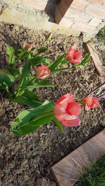  - Primavara in gradina 2018