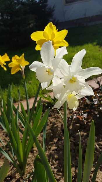  - Primavara in gradina 2018