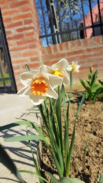  - Primavara in gradina 2018