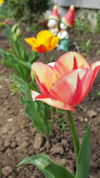  - Primavara in gradina 2018