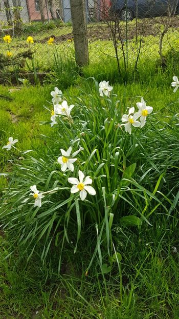  - Primavara in gradina 2018