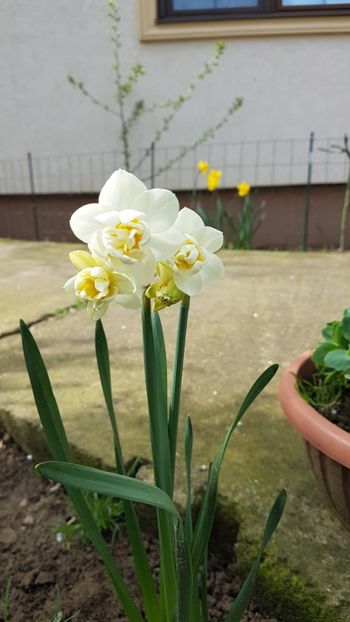  - Primavara in gradina 2018