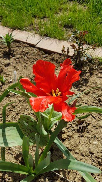  - Primavara in gradina 2018