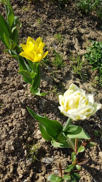  - Primavara in gradina 2018