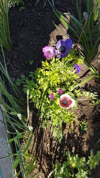  - Primavara in gradina 2018