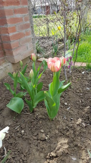  - Primavara in gradina 2018