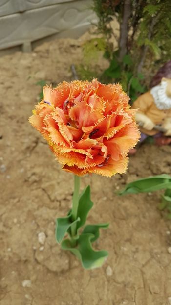  - Primavara in gradina 2018