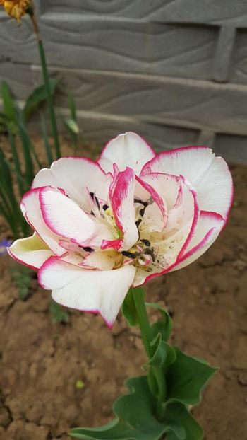  - Primavara in gradina 2018