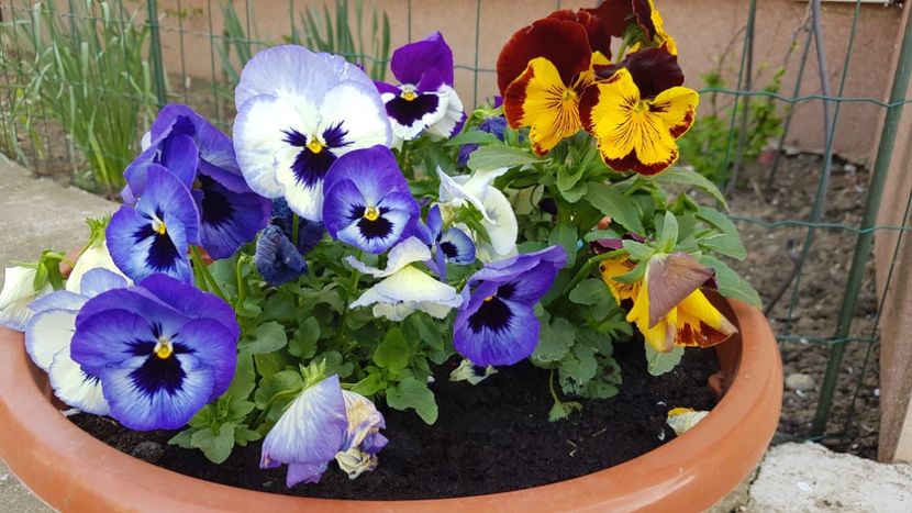  - Primavara in gradina 2018