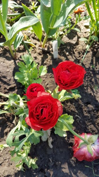  - Primavara in gradina 2018