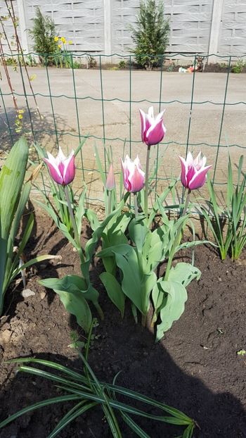  - Primavara in gradina 2018