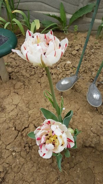  - Primavara in gradina 2018