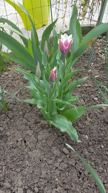  - Primavara in gradina 2018