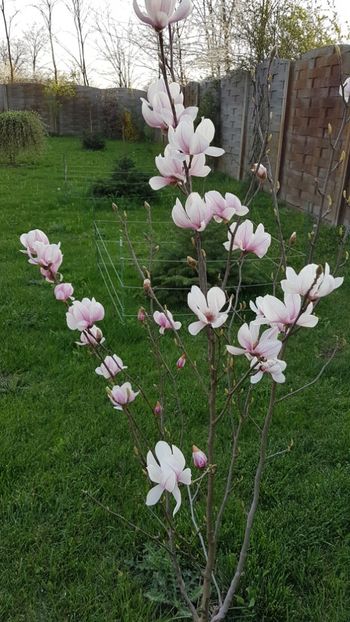  - Primavara in gradina 2018