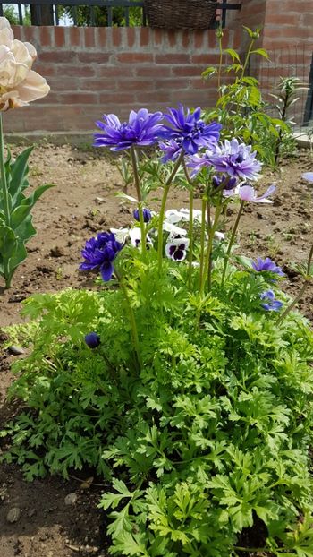  - Primavara in gradina 2018