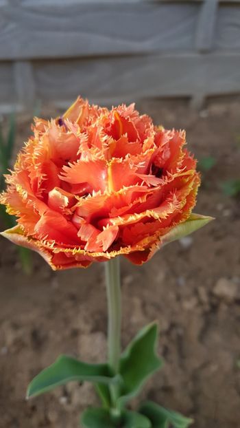  - Primavara in gradina 2018