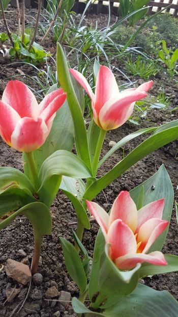  - Primavara in gradina 2018