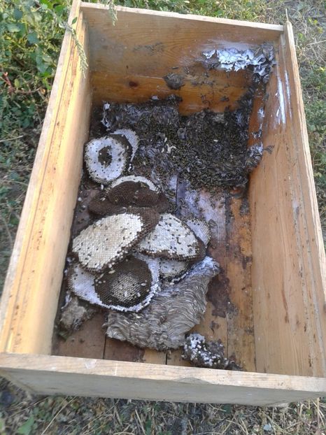 Fotografie0008 - cuib urias de viespi