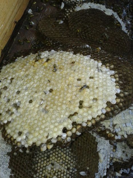 Fotografie0012 - cuib urias de viespi