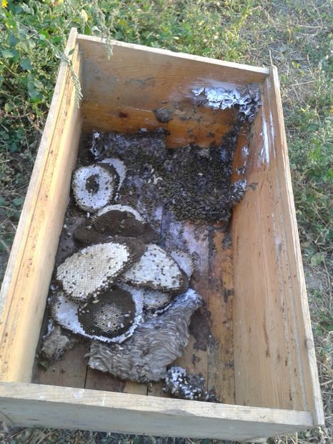 Fotografie0014 - cuib urias de viespi