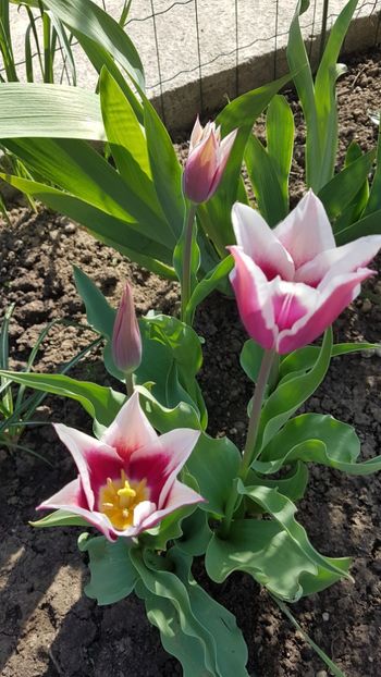  - Primavara in gradina 2018