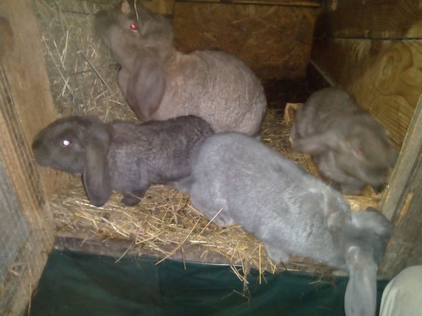  - Cuib din 11-12-2018